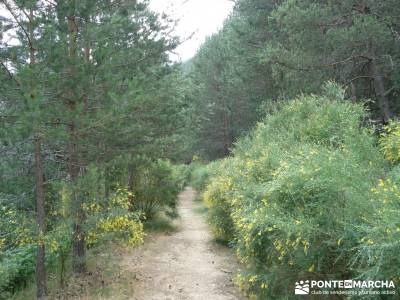 Valle del Lozoya - Camino de la Angostura;rutas desde cercedilla excursiones madrid y alrededores